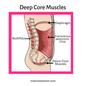 Illustration of deep core muscles used in connection breath.