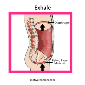 Illustration of the diaphragm and pelvic floor moving together during an exhale during connection breath.