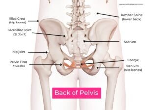 anatomy of the back of pelvis