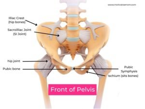 anatomy of front of pelvis